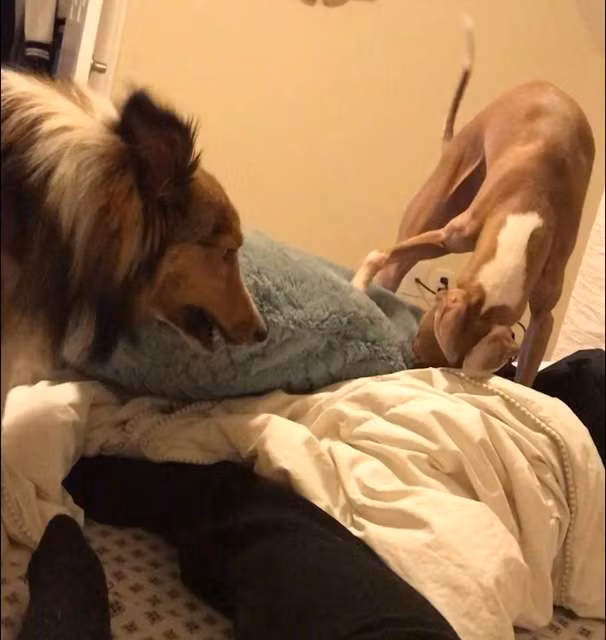 Cho mu khong the ket ban va nguoi anh khac giong tuyet voi-Hinh-5