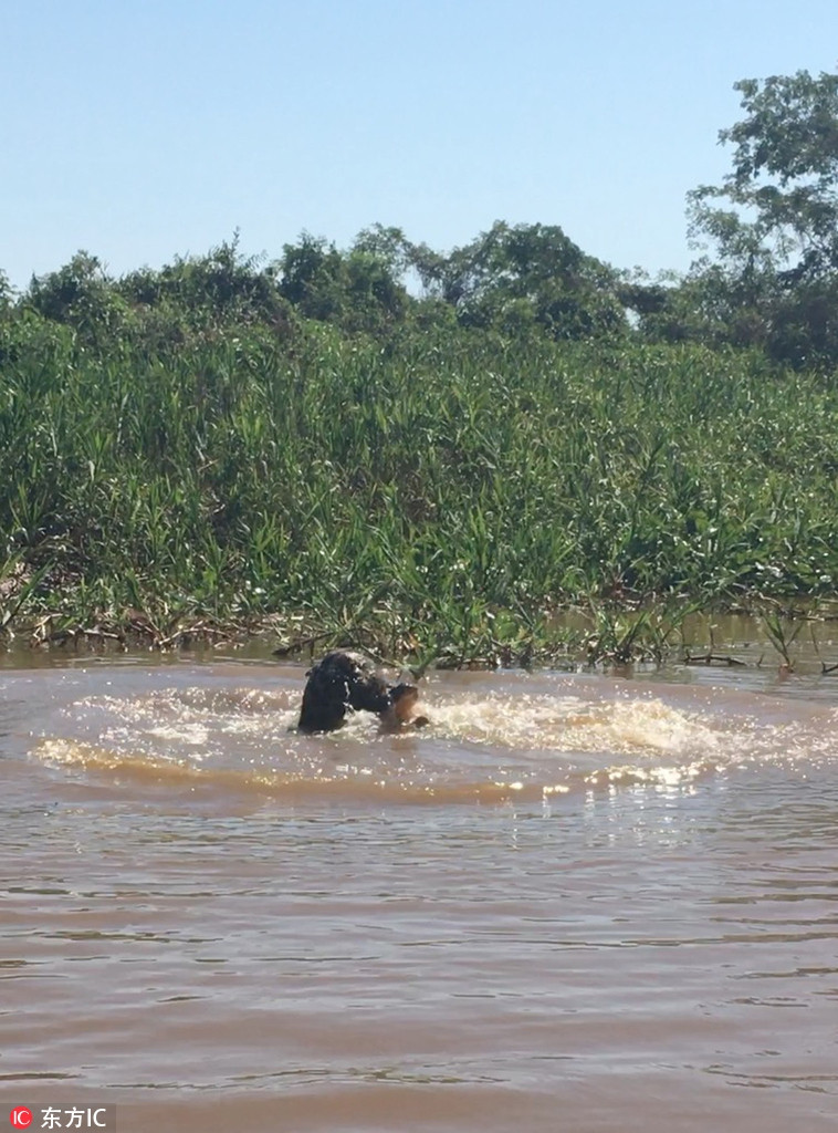 Nó không cho cá sấu Caiman bất cứ cơ hội phản công nào và nhanh chóng kết thúc cuộc chiến bằng nhát cắn tử thần vào cổ họng con mồi.