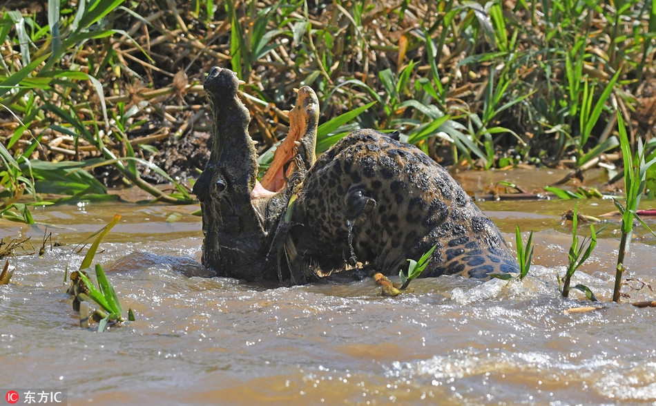 Hành động của báo đốm giống như tạo cơ hội cho cá sấu Caiman.