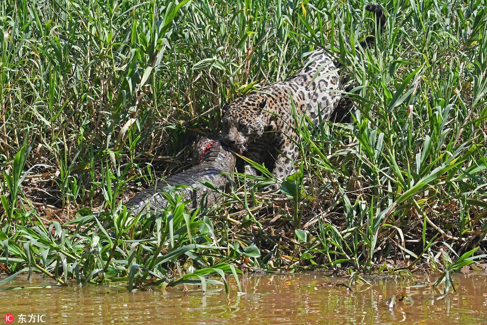 Nó chắc chắn sẽ kéo xác cá sấu đến một nơi vắng vẻ để có thể thoải mái tận hưởng bữa thịt tươi ngon, nhiều dinh dưỡng này.