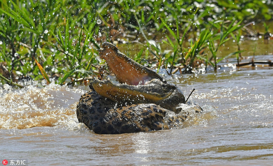 Thế nhưng có lẽ vì quá tự tin vào bản lĩnh săn mồi của mình, con báo đốm này lại lựa chọn cách thức tấn công trực diện.