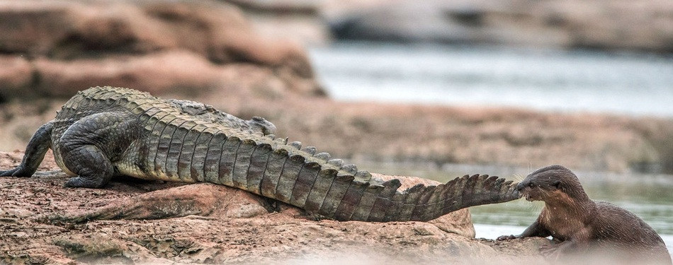 Rai ca khong biet so treu gheo ca sau day kich tinh-Hinh-2