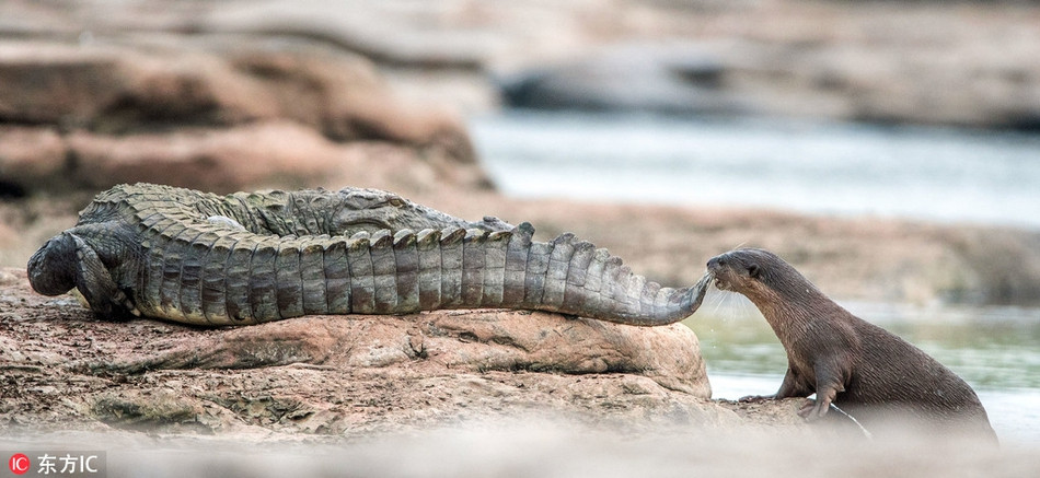 Rai ca khong biet so treu gheo ca sau day kich tinh-Hinh-3