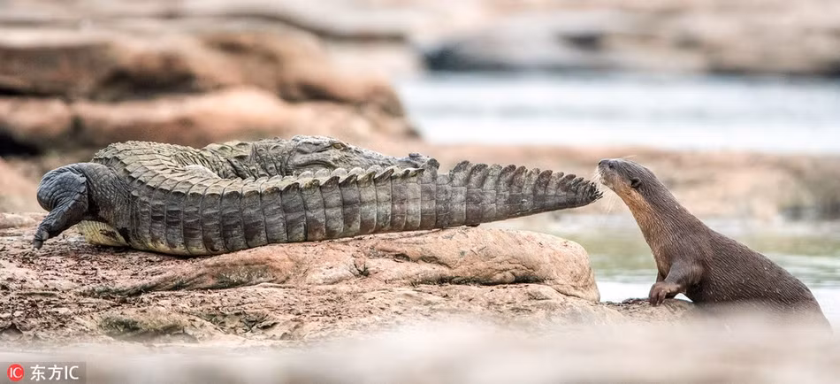 Rai ca khong biet so treu gheo ca sau day kich tinh