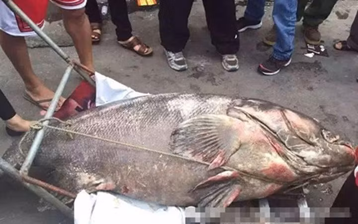 Cá mú khổng lồ hoang dã là một trong những động vật chủ chốt cần được bảo vệ.