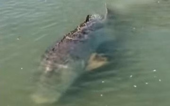 Con cá dài khoảng 2,7m và nặng khoảng 400kg.