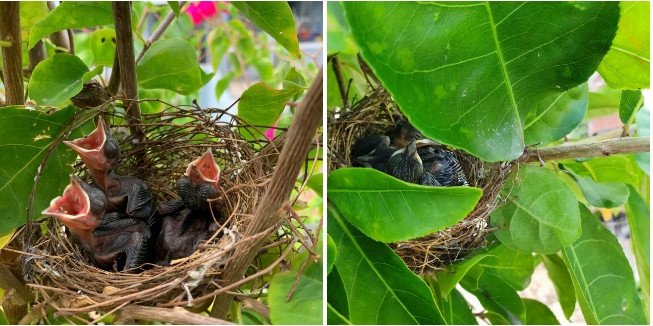 Thien duong goi gon trong ngoi nha 2 tang lau giua lang-Hinh-4