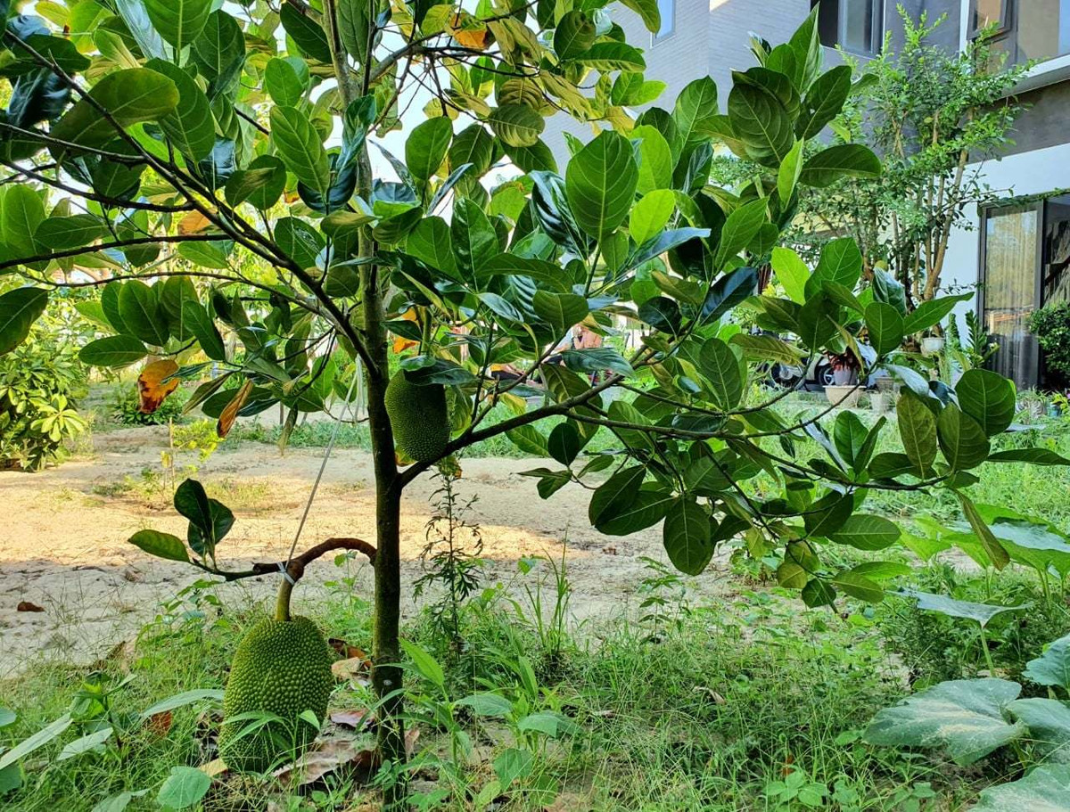 Thien duong goi gon trong ngoi nha 2 tang lau giua lang-Hinh-8