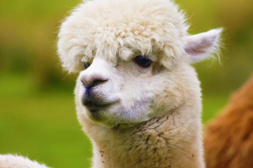 Phat hien khang the chan duoc bien chung Delta