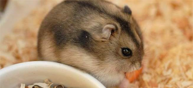 Thay con vat beo mup, ba me tuong chuot de roi giat minh-Hinh-2