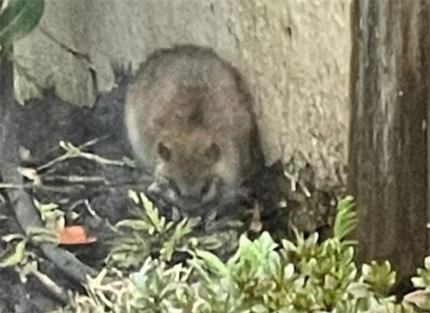 Thay con vat beo mup, ba me tuong chuot de roi giat minh