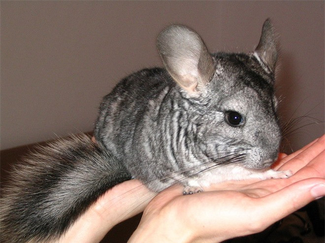 Thay con vat beo mup, ba me tuong chuot de roi giat minh-Hinh-3