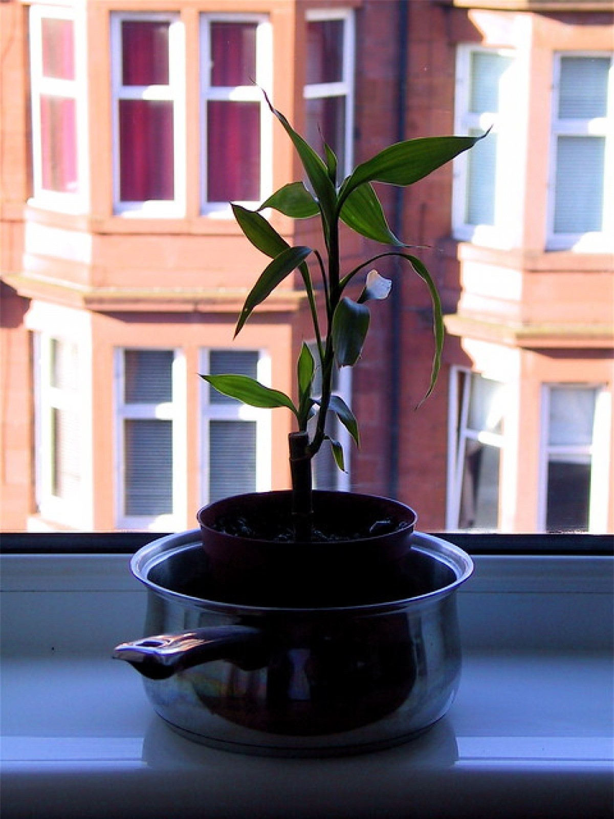 Cach giup phong ngu vua dep lai than thien voi moi truong-Hinh-3