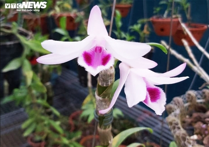 Nhung su that nga ngua ve lan dot bien tien ty