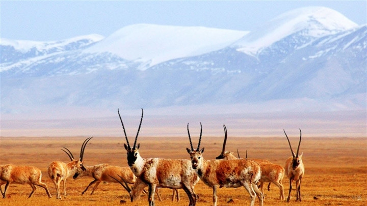 Chuyến tàu từ Lhasa về Tây Ninh qua khu bảo tồn Khả Khả Tây Lý, du khách sẽ có nhiều cơ hội chụp những tấm ảnh thực từ loài động vật đặc biệt của thảo nguyên Thanh Tạng này.