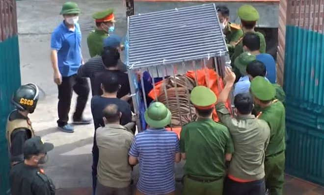 Lực lượng chức năng sau đó đã bắn thuốc mê để di chuyển 17 con hổ về chăm sóc tại một khu sinh thái ở huyện Diễn Châu.