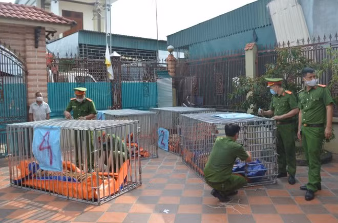 Ben trong ham nuoi 17 con ho o Nghe An