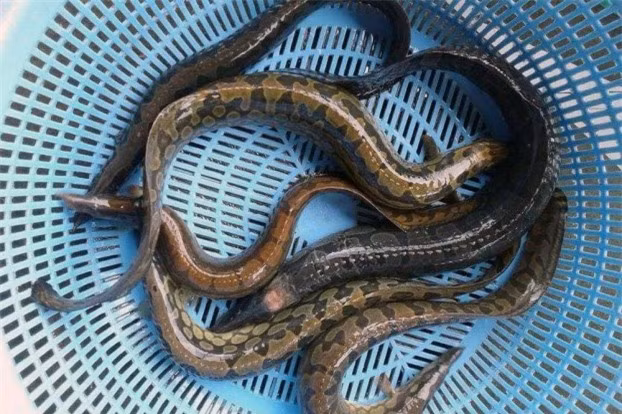 Bo hon nhan sam, 6 loai 