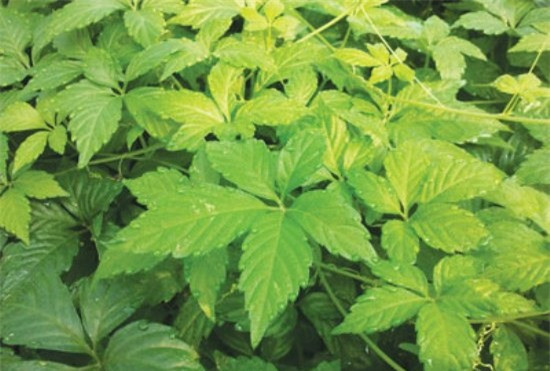 Bo hon nhan sam, 6 loai 