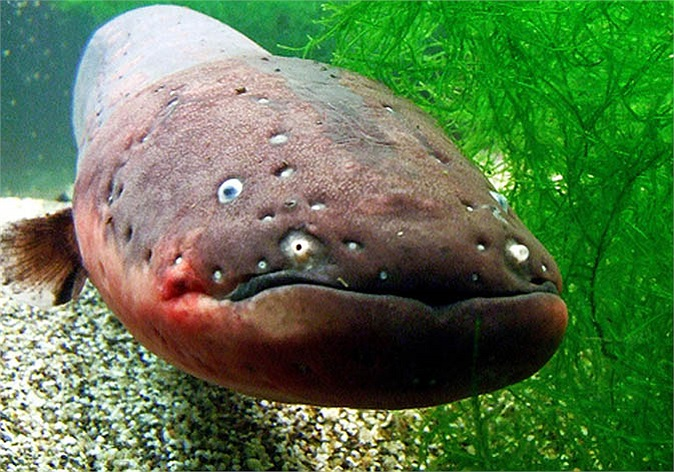 Lúc gặp mồi hoặc kẻ thù, lươn điện có thể phóng một loạt từ 10 đến 30 cú điện với điện thế lên tới 900V, mạnh có thể 1000V, để quật ngã và làm tê liệt đối thủ. Nhiều loài động vật như hoẵng, cáo, khỉ, nai… đã gục ngã khi ghé miệng uống nước gần chỗ có sự xuất hiện của lươn điện.