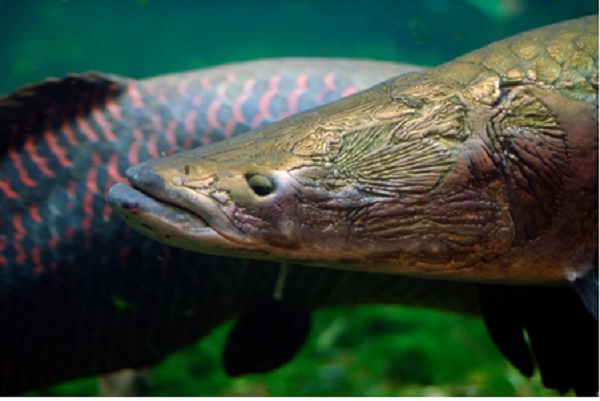 Cá ăn thịt Arapaima được coi là "vua" ăn thịt man rợ sông Amazon. cá Arapaima có thể dài tới 2m, nặng 100kg với lớp vảy dày và cứng. Loài cá này hung dữ đến mức lưỡi của chúng cũng có răng.