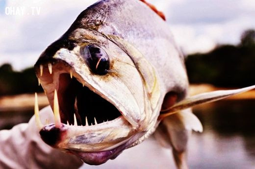 Tên của chúng xuất phát từ hai chiếc răng nanh mọc ra từ hàm dưới với chiều dài 15cm, được dùng để đâm xuyên qua con mồi rồi ăn thịt. Thức ăn chính của cá ma cà rồng Payara chính là cá piranha, những con cá nước ngọt, thậm chí cả con người.