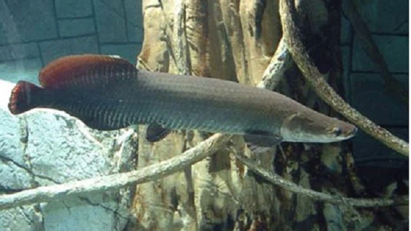 Khi gặp con mồi, Arapaima thường lao thẳng tới. Với sức mạnh của một loài cá khổng lồ, chúng đủ sức làm lật thuyền. Năm 2002, một phóng viên truyền hình đã bị một con tấn công, gây thương tích nghiêm trọng.