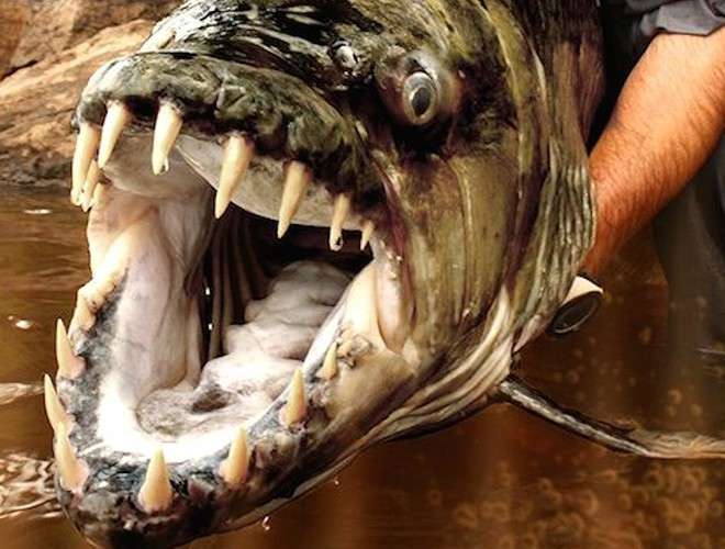 Cá ma cà rồng Payara hay còn gọi là “Cá mè nanh sói” có tên khoa học Hydrolycus scomberoides, cá ma cà rồng là một loài cá săn mồi nước ngọt được tìm thấy nhiều ở Venezuela và trong lưu vực sông Amazon. Chúng được mệnh danh là loài cá nước ngọt hung dữ nhất thế giới.