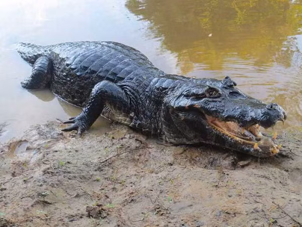 Với cơ hàm cực khỏe, cá sấu đen Caiman thường đớp rồi lôi con mồi xuống nước, lộn tròn để xé xác. Loài động vật ăn thịt hàng đầu ở sông Amazon này có thể ăn bất cứ thứ gì ở gần chúng, từ khỉ, hươu, nai, cá rô, và cả trăn Anaconda - một " thủy quái" khổng lồ đáng sợ vùng này.