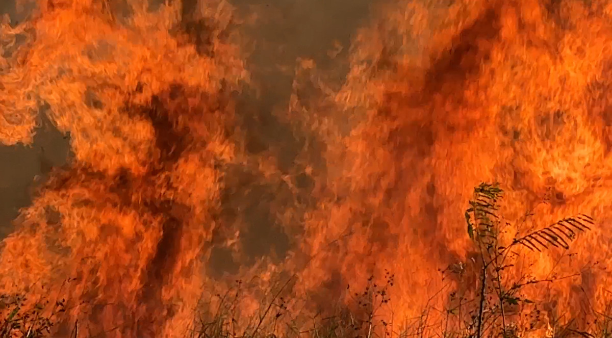 Theo thông tin ban đầu, chiều cùng ngày, bảo vệ khu dân cư NewCity phát hiện cháy lớn và lan nhanh từ khu đất dự án rộng nhiều hecta đầy cỏ khô rậm rạp. Do đám cháy lớn, rộng và lửa lan nhanh nên việc khống chế, dập lửa ban đầu hoàn toàn không hiệu quả.