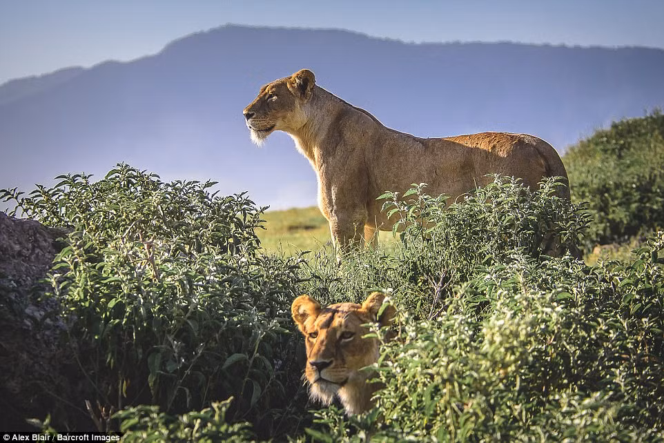 Sư tử thường đứng trên những mô đất vì chúng có thể quan sát con mồi dễ hơn. (Nguồn Daiily Mail)