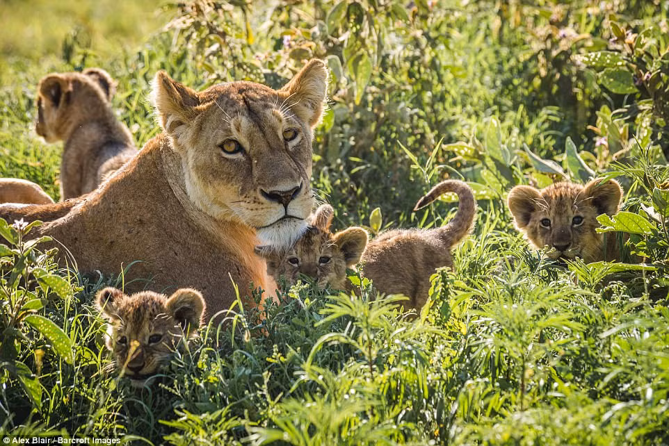 Đàn sư tử gồm 5 sư tử mẹ và 14 sư tử con chơi đùa với nhau trên đồng cỏ trong vòng khoảng 2 giờ liền. (Nguồn Daiily Mail)