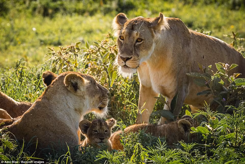 Sư tử mẹ nằm bảo vệ đàn con của chúng trong khu bảo tồn thiên nhiên Ngorongoro, Tanzania. (Nguồn Daiily Mail)