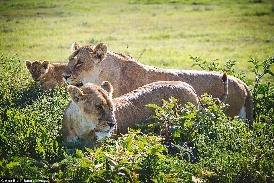 Nhiếp ảnh gia Alex Blair và nhóm của ông đã phải thức dậy từ rất sớm để chờ ghi lại những khoảnh khắc đẹp như thế này. (Nguồn Daiily Mail)