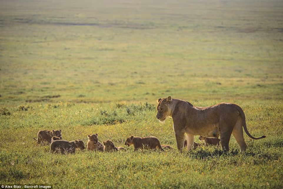 Sư tử đực châu Phi không làm nhiệm vụ chăm sóc, nhưng chúng chịu trách nhiệm kiếm thức ăn cho đàn con. (Nguồn Daiily Mail)