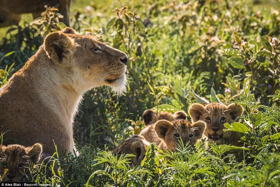 Cảnh tượng đàn sư tử con chơi đùa với mẹ của chúng lúc bình minh được ghi lại bởi Alex Blair, giám đốc khu bảo tồn thiên nhiên Ngorongoro. (Nguồn Daiily Mail)