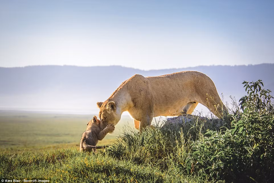 Khoảnh khắc hạnh phúc của mẹ con sư tử khiến người xem cảm thấy vô cùng ấm áp, sư tử con dường như ôm và hôn âu yếm mẹ của nó dưới ánh nắng ban mai trong khu bảo tồn thiên nhiên Ngorongoro, Tanzania. (Nguồn Daiily Mail)