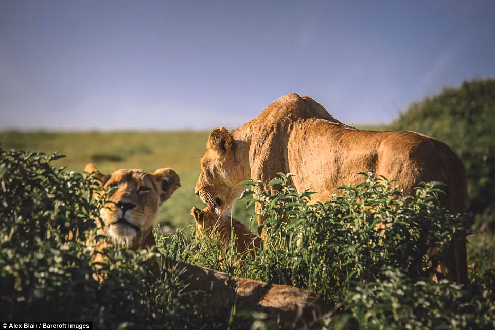 Sư tử mẹ thường làm sạch lông cho con của chúng khi cả đàn nằm tắm nắng sớm. (Nguồn Daiily Mail)
