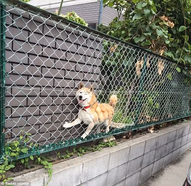 Chú chó này tưởng mình còn nhỏ để đi trong khe hẹp giữa tường và hàng rào.