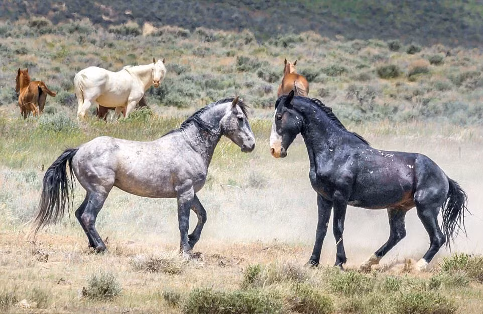 Hai con ngựa hoang quyết chiến chiến căng thẳng để tranh giành quyền giao phối với một nhóm con cái. (Nguồn Story Trender)