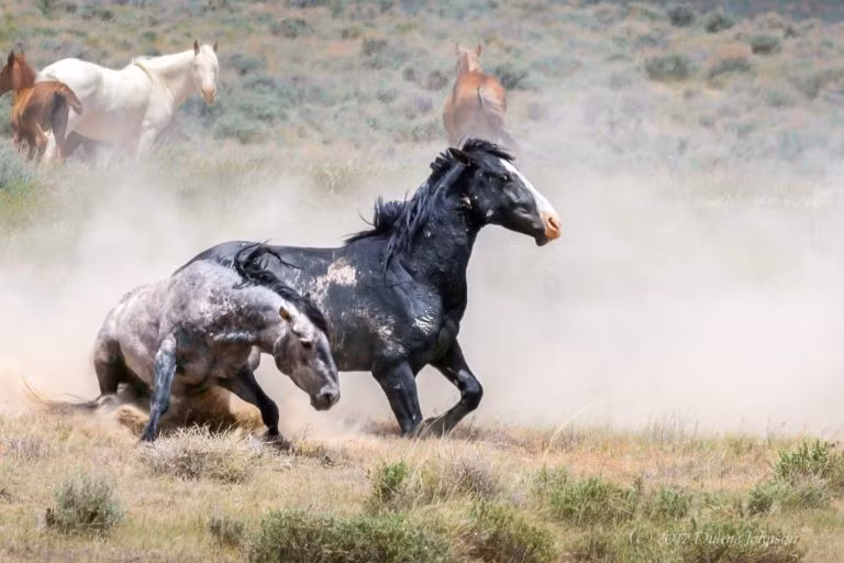 Sau một hồi quyết chiến, con ngựa trắng đành chấp nhận thua cuộc và để đối thủ quản lý những con ngựa cái. (Nguồn Story Trender)