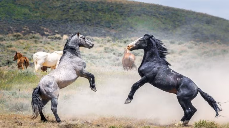Cảnh tượng được nhiếp ảnh gia Duane Johnson ghi lại ở Sand Wash Basin thuộc bang Colorado, Mỹ. (Nguồn Story Trender)