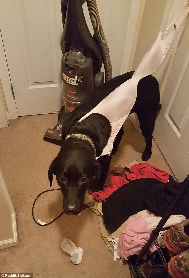 Cún cưng bị mắc kẹt trong áo lót của cô chủ.