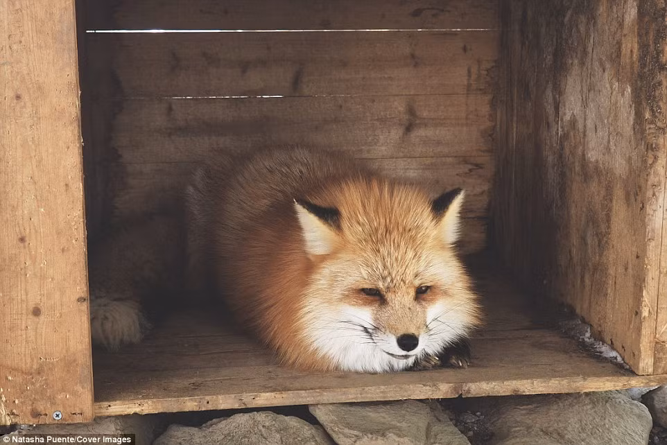 Cáo thường ngủ trong những căn nhà gỗ nhân tạo như thế này để tránh rét vào mùa đông. (Nguồn Daily Mail)