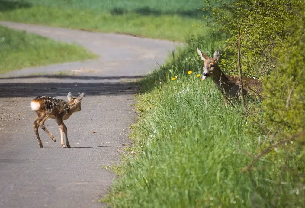 Hươu mẹ đợi con nhỏ vượt qua đường gần thành phố Mücke, Đức. (Nguồn Guardian)