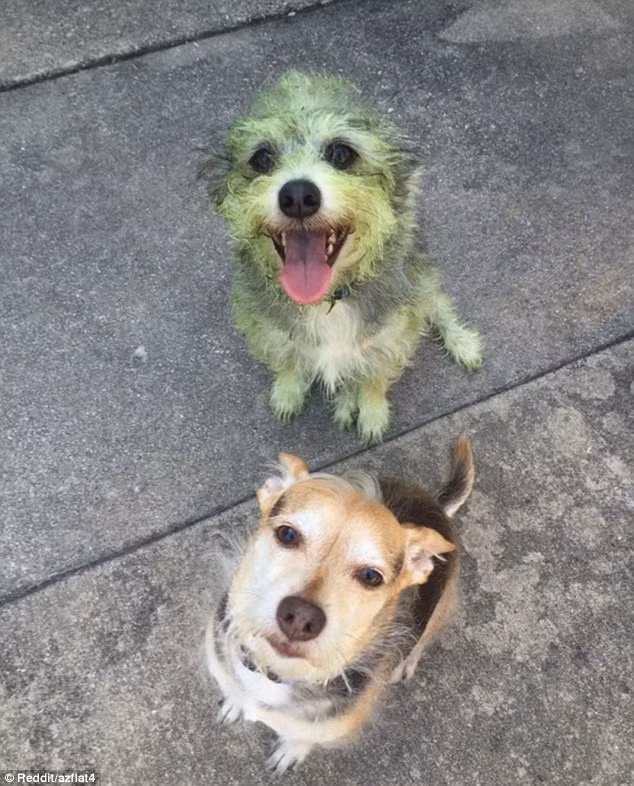 Kết quả cuộc việc lăn lộn trên đám cỏ vừa cắt.