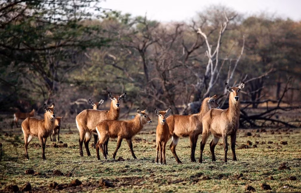 Đàn linh dương Waterbuck trong vườn quốc gia Dinder, Sudan. (Nguồn Guardian)
