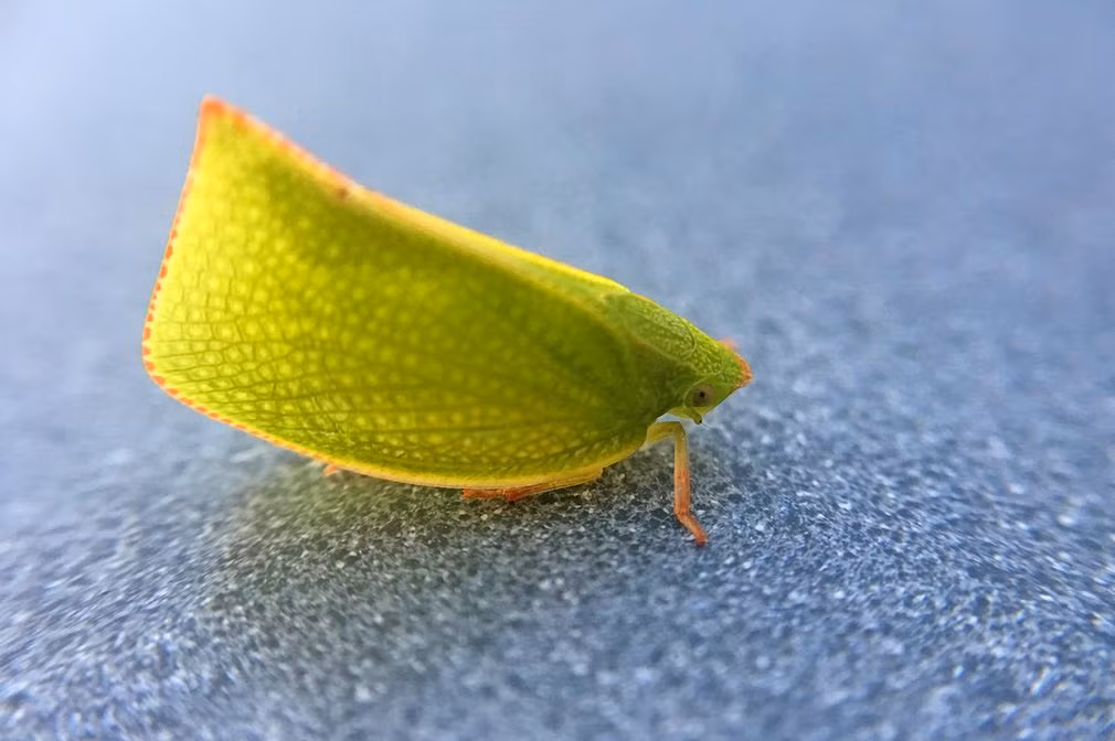 Côn trùng ăn lá có hình giống lá cây ở New Zealand. (Nguồn Guardian)