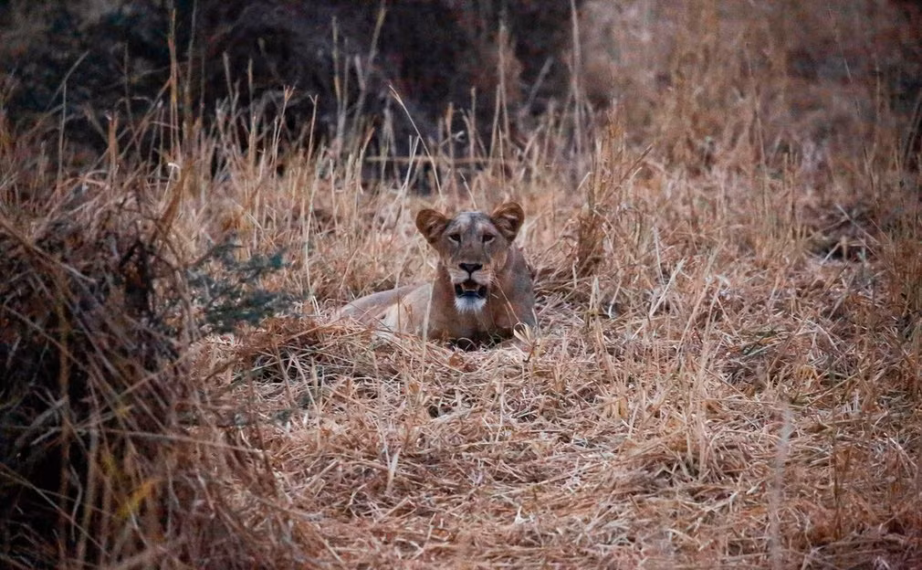  Sư tử nằm nghỉ trong vườn quốc gia Dinder, Sudan. (Nguồn Guardian)