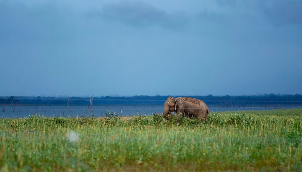 Voi châu Á ăn cỏ trong vườn quốc gia Udawalawe, Sri Lanka. (Nguồn Guardian)